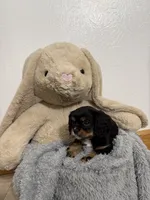 Dawn, a female Cavalier King Charles Spaniel for sale in Middlebury, IN – Photo 4 of 6