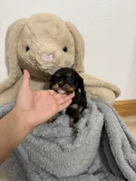 Dawn, a female Cavalier King Charles Spaniel for sale in Middlebury, IN – Photo 1 of 6