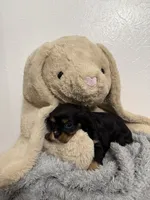 Dawn, a female Cavalier King Charles Spaniel for sale in Middlebury, IN – Photo 3 of 6