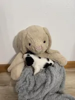 Dalton, a male Cavalier King Charles Spaniel for sale in Middlebury, IN – Photo 4 of 7