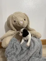 Dalton, a male Cavalier King Charles Spaniel for sale in Middlebury, IN – Photo 3 of 7