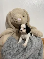 Dalton, a male Cavalier King Charles Spaniel for sale in Middlebury, IN – Photo 7 of 7