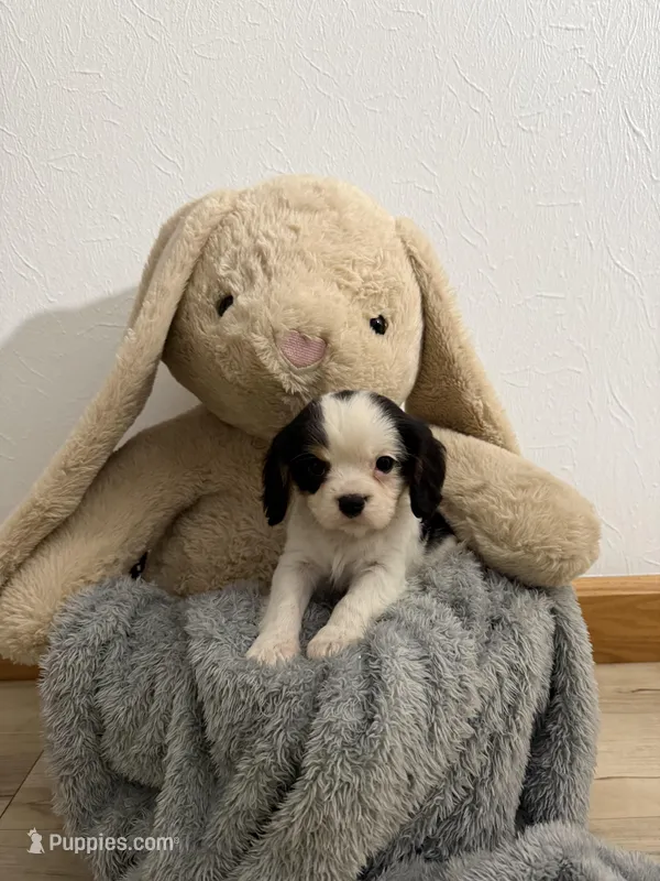 Dalton – Cavalier King Charles Spaniel puppy for sale in Middlebury, IN