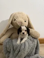 Dalton, a male Cavalier King Charles Spaniel for sale in Middlebury, IN – Photo 1 of 7