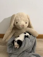 Dalton, a male Cavalier King Charles Spaniel for sale in Middlebury, IN – Photo 6 of 7