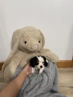 Dalton, a male Cavalier King Charles Spaniel for sale in Middlebury, IN – Photo 2 of 7