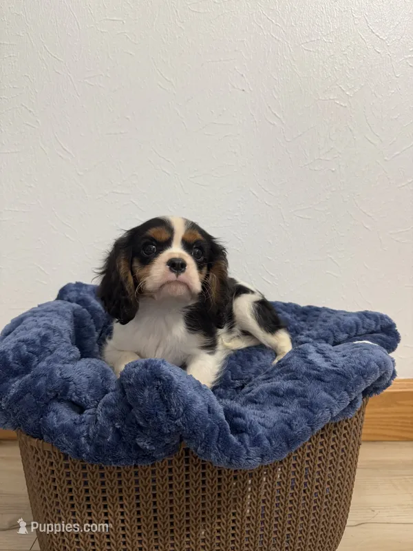Benson – Cavalier King Charles Spaniel puppy for sale in Middlebury, IN