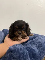 Bentley, a male Cavalier King Charles Spaniel for sale in Middlebury, IN – 8 of 9