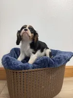 Benson, a male Cavalier King Charles Spaniel for sale in Middlebury, IN – 6 of 8
