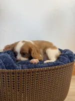 Corbin, a male Cavalier King Charles Spaniel for sale in Middlebury, IN – 4 of 10