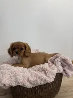 Bailey , a female Cavalier King Charles Spaniel for sale in Middlebury, IN – 2 of 8