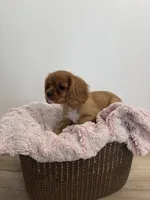 Bailey , a female Cavalier King Charles Spaniel for sale in Middlebury, IN – 6 of 8