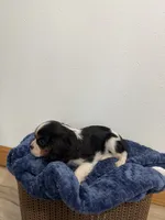 Benson, a male Cavalier King Charles Spaniel for sale in Middlebury, IN – 5 of 8
