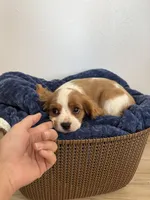 Corbin, a male Cavalier King Charles Spaniel for sale in Middlebury, IN – 7 of 10