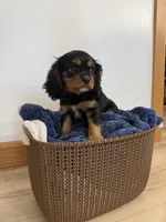 Coby, a male Cavalier King Charles Spaniel for sale in Middlebury, IN – 1 of 5