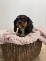 Belle, a female Cavalier King Charles Spaniel for sale in Middlebury, IN – 5 of 7