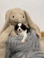 Dexter, a male Cavalier King Charles Spaniel for sale in Middlebury, IN – Photo 2 of 5