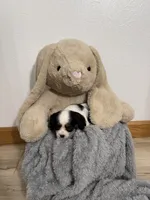 Dexter, a male Cavalier King Charles Spaniel for sale in Middlebury, IN – Photo 4 of 5