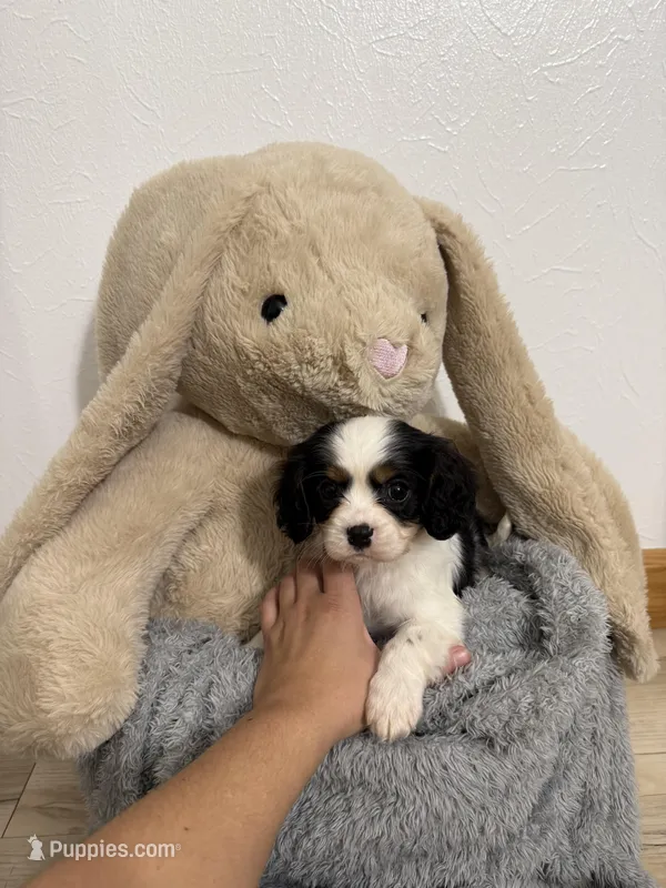 Dexter – Cavalier King Charles Spaniel puppy for sale in Middlebury, IN