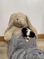 Dexter, a male Cavalier King Charles Spaniel for sale in Middlebury, IN – Photo 3 of 5