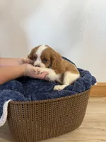 Corbin, a male Cavalier King Charles Spaniel for sale in Middlebury, IN – 2 of 10