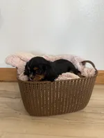 Chloe, a female Cavalier King Charles Spaniel for sale in Middlebury, IN – 5 of 5
