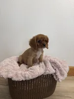 Bailey , a female Cavalier King Charles Spaniel for sale in Middlebury, IN – 4 of 8