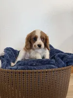 Corbin, a male Cavalier King Charles Spaniel for sale in Middlebury, IN – 9 of 10