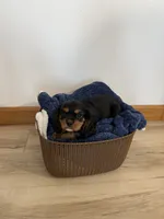 Coby, a male Cavalier King Charles Spaniel for sale in Middlebury, IN – 3 of 5