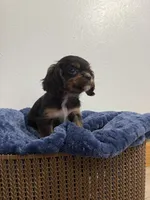 Bentley, a male Cavalier King Charles Spaniel for sale in Middlebury, IN – 5 of 9