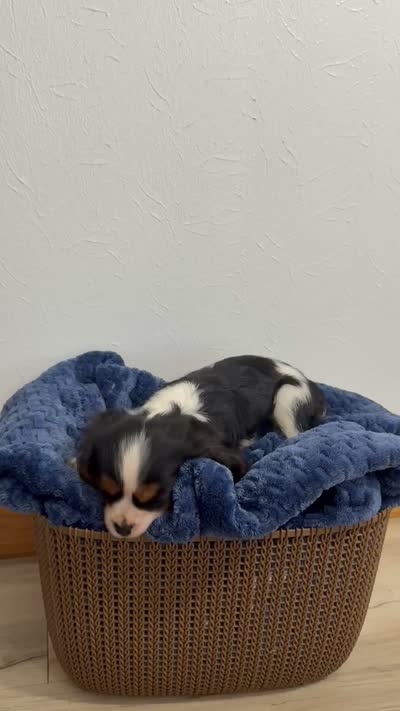 Benson, a male Cavalier King Charles Spaniel for sale in Middlebury, IN – 8 of 8