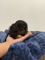 Bentley, a male Cavalier King Charles Spaniel for sale in Middlebury, IN – 3 of 9