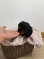 Belle, a female Cavalier King Charles Spaniel for sale in Middlebury, IN – 3 of 7