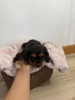 Belle, a female Cavalier King Charles Spaniel for sale in Middlebury, IN – 7 of 7