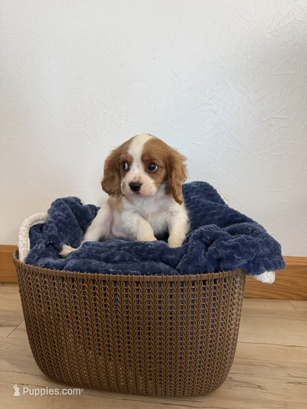 Corbin – Cavalier King Charles Spaniel puppy for sale in Middlebury, IN