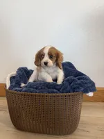 Corbin, a male Cavalier King Charles Spaniel for sale in Middlebury, IN – 1 of 10