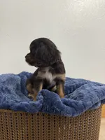 Bentley, a male Cavalier King Charles Spaniel for sale in Middlebury, IN – 4 of 9