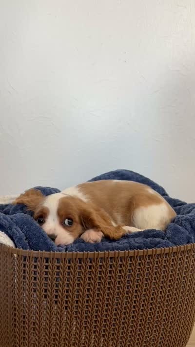 Corbin, a male Cavalier King Charles Spaniel for sale in Middlebury, IN – 10 of 10