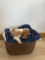 Corbin, a male Cavalier King Charles Spaniel for sale in Middlebury, IN – 8 of 10