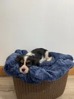 Benson, a male Cavalier King Charles Spaniel for sale in Middlebury, IN – 7 of 8