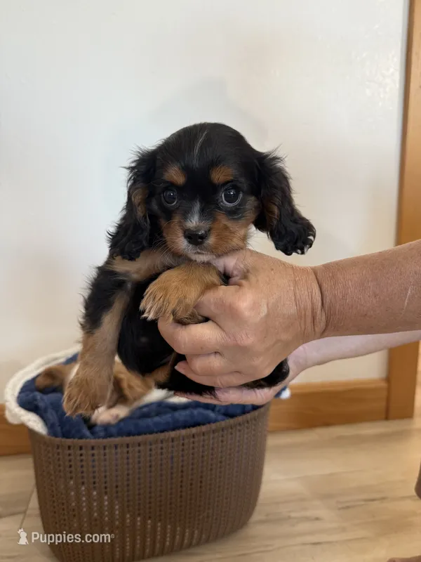 Chloe – Cavalier King Charles Spaniel puppy for sale in Middlebury, IN