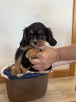 Chloe, a female Cavalier King Charles Spaniel for sale in Middlebury, IN – 1 of 5