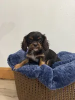 Bentley, a male Cavalier King Charles Spaniel for sale in Middlebury, IN – 7 of 9