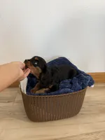 Coby, a male Cavalier King Charles Spaniel for sale in Middlebury, IN – 4 of 5