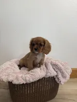 Bailey , a female Cavalier King Charles Spaniel for sale in Middlebury, IN – 3 of 8