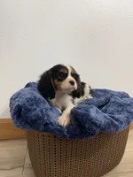 Benson, a male Cavalier King Charles Spaniel for sale in Middlebury, IN – 2 of 8