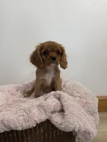 Bailey , a female Cavalier King Charles Spaniel for sale in Middlebury, IN – 5 of 8