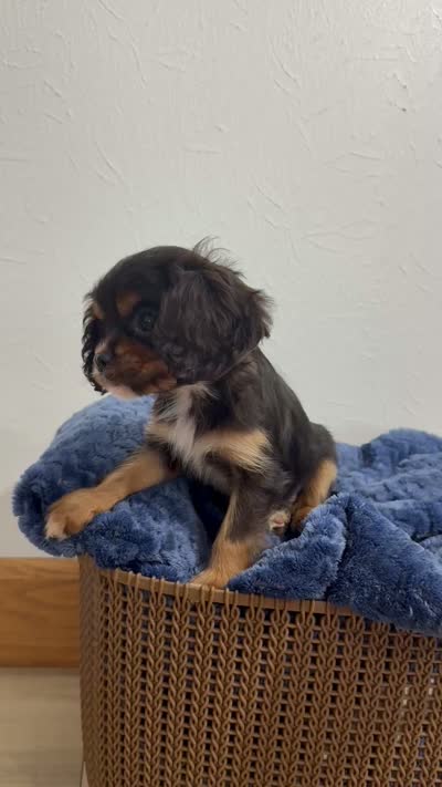 Bentley, a male Cavalier King Charles Spaniel for sale in Middlebury, IN – 9 of 9