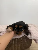 Belle, a female Cavalier King Charles Spaniel for sale in Middlebury, IN – 4 of 7
