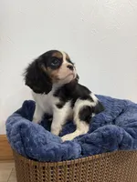 Benson, a male Cavalier King Charles Spaniel for sale in Middlebury, IN – 3 of 8